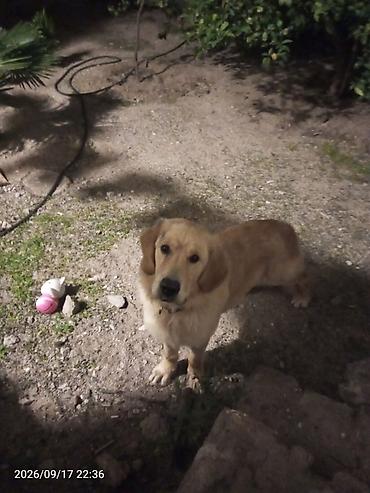 itlerin satişi: Retriever, 9 ay, Erkək, Ödənişli çatdırılma — 3
