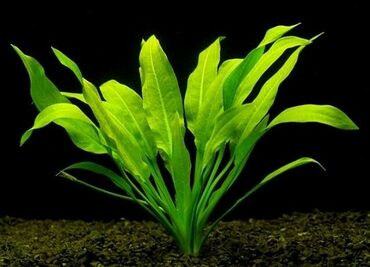 heyvan sahibləndirmə: Akvarium bitkiləri, *TEBII-dır, qiymet 1-2-3-4-5m, (hündür yaxud