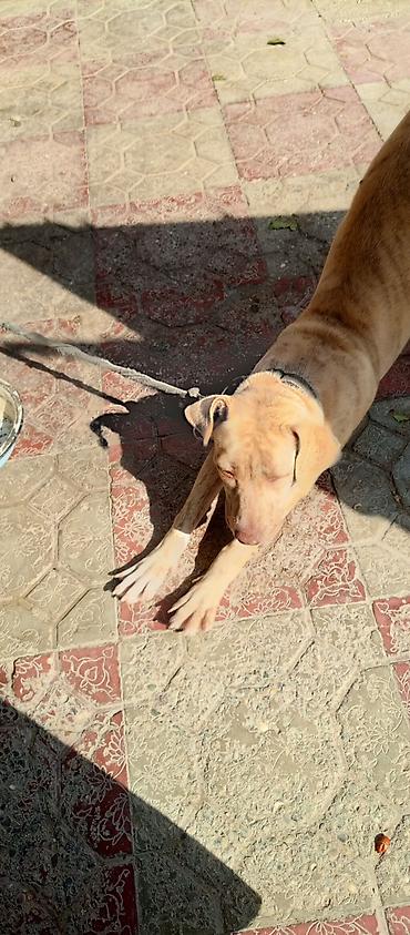 Зоотовары: 8 ayliq pitbull qiymet 100 razlasmq olar — 3