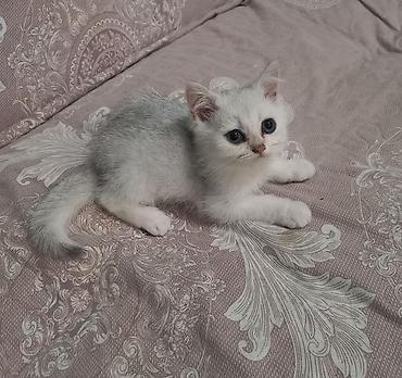 xizi inek buzov: Şinşilla, Erkək, Dişi, Yaxşı əllərə, Ünvandan götürmə, Pulsuz çatdırılma — 1