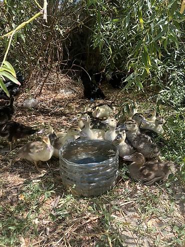 bala keci: Lal ördək balaları satılır.45 günlüklər 7 manat bu gün çıxanlar — 2