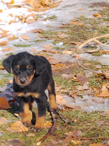 Продажа собак: Щенки охотничьего типа (смесь спаниеля/легавой по экстерьеру) - Помёт — 5