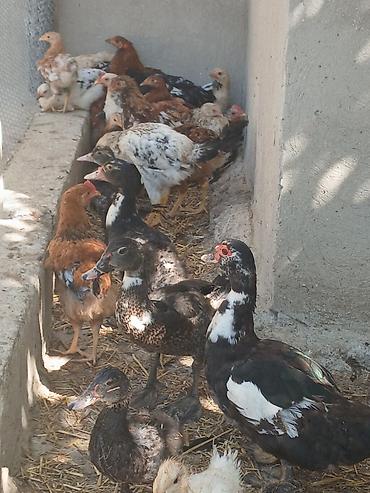 xaski şəkilləri: Muskovy ördəkləri (indoutka) – müxtəlif rəng çalarlarında sürü - — 4