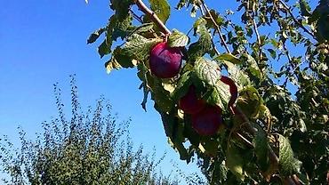 anbar satışı: 180 sot, Kənd təsərrüfatı, Kupça (Çıxarış) — 7