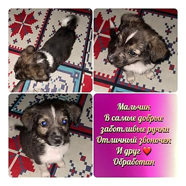 Собаки: Щенок-мальчик. - Возраст: щенок (на фото — малыш). - Окрас — 1