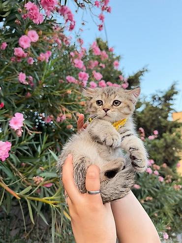 sarı pişik: Şirin pişik balası – qısa tüklü, boz-qəhvəyi rəngli tük örtüyü, tünd — 2