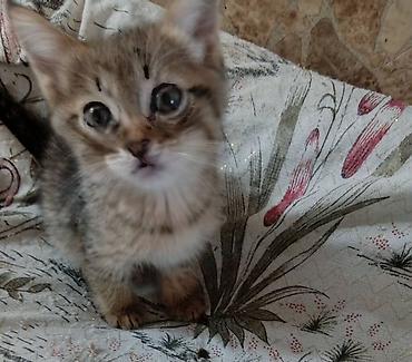 игрушки для котят: Котята домашние, пушистые, с разной окраской: - дымчато-серый с мягким — 3