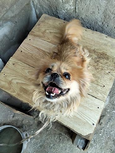 İtlər: Pekines, 3 il, Dişi, Ünvandan götürmə — 4