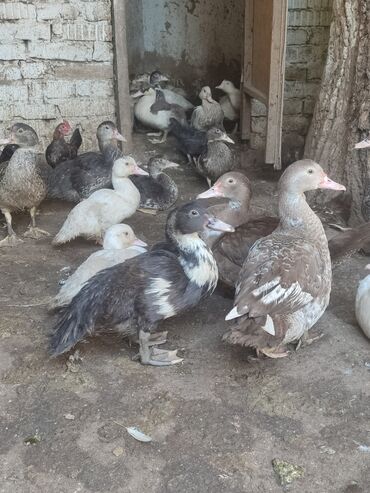 тушка утки цена: Продаю уток мускусной породы здоровыеактивные разных возрастов
