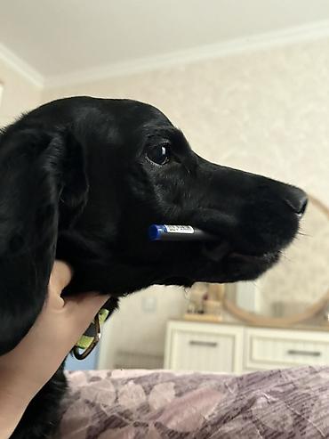 Başqa xidmətlər: Cocker spaniel Cütləşməyə dişi axtarırıq Unvan binə qəsəbəsi. Alex — 13