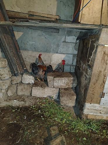 brama toyuqları: Məhsul: Ev təsərrüfatı üçün xoruzlar və Təsvir: - Şəkillərdə bir — 5