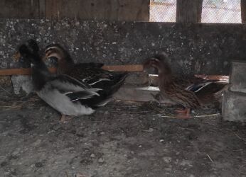 Ördəklər: Salam 1 yaşıl baş kəkilli, 1 sona kəkilli satilir cütü 40 azn 🤌🤌🤌🤌🤌 — 7