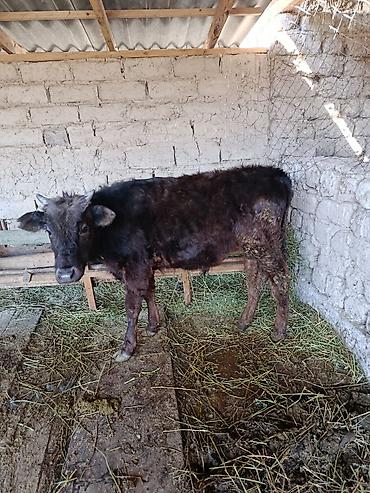 Коровы, быки: Продаю | Бык (самец) | Абердин-ангус — 5