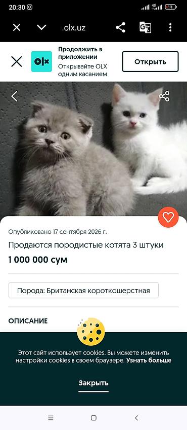 Продажа кошек: Белоснежный котёнок с голубыми глазами. - Окрас: преимущественно — 5