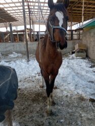 домик для кот: Сатам | Жылкы (эркек) | Аргын | Жумушка | Мерин