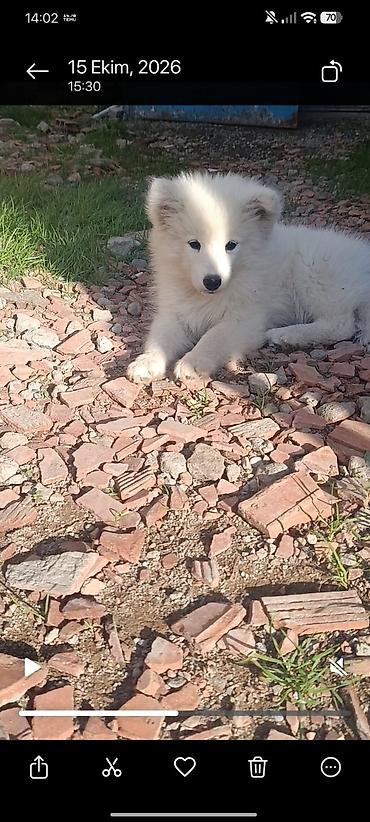 heyvanlar itler: Samoyed — 2