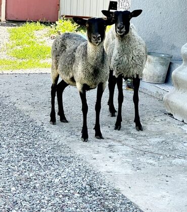 Бараны, овцы: Продаю | Овца (самка) | Гиссарская, Романовская | Для разведения | Матка, Ярка