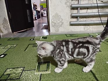 британская плюшевая кошка: Шотландский котёнок (скоттиш, окрас серебристая мраморная табби) - — 5
