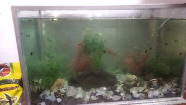 аквариум купить бишкек: Продаю аквариум с рыбками