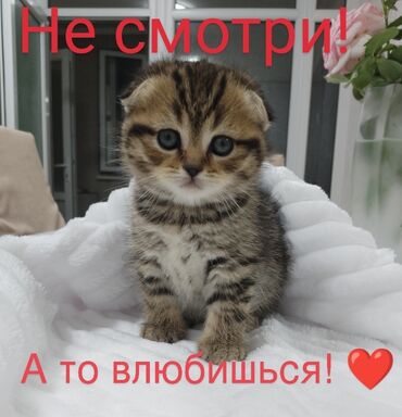 кошка шатланка: Скотиш Фолд (Шотландская вислоухая), 2 месяца, Девочка, Приучена к лотку, Проглистована, С документами
