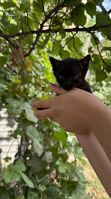 Үй жаныбарлары: Котята, короткошёрстные, домашние. Описание: - Возраст на фото — — 2