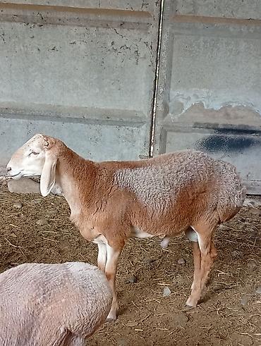 Продам с/х животных: Продаю | Баран (самец) | Для разведения | Племенные — 8