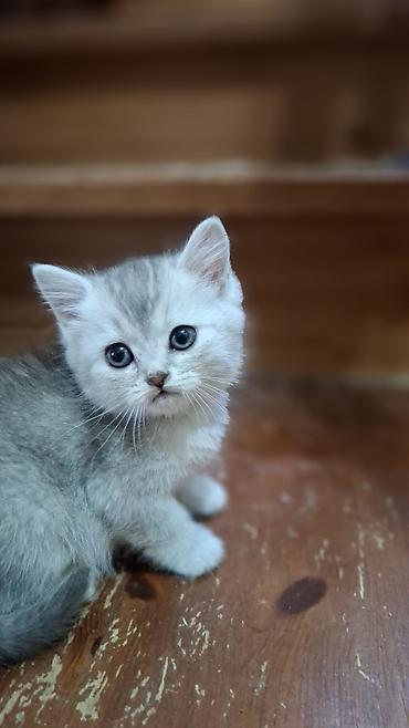 шиншила: Продается Котенок Девочка Шотланка Скотиш Страйт Окрас Серебристая — 2
