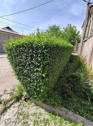 Дворники, садовники: Я Садовник все виды работы Уборка огорода весенний осенний — 11