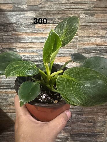 Другие комнатные растения: Комнатные растения. Домашние — 18