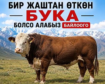коровы сокулук: Ассалааму алайкум бир жаштан өткөн бука болсо алабыз байлоого 7-8 — 1