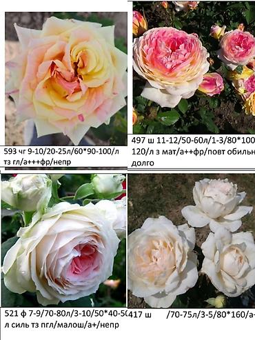 Роза: Саженцы — 8