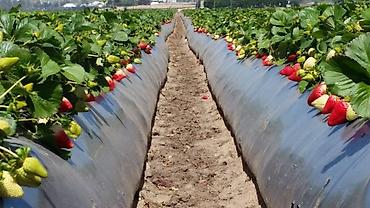 Другие системы полива: Пленка клубничная черная Премиум качества (ОРИГИНАЛ) Длина - 1 000 — 3