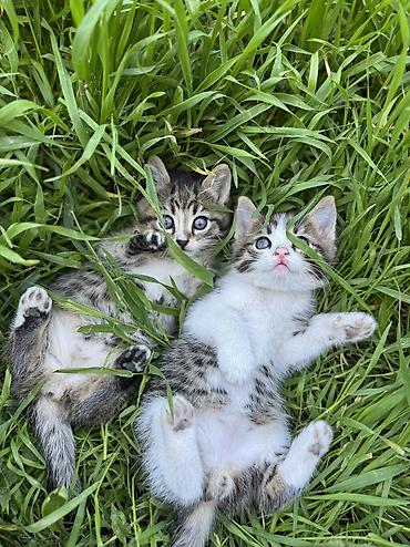 Продажа кошек: 🐾 Очаровательные котята ищут дом! 4 пушистых малыша готовы подарить — 13