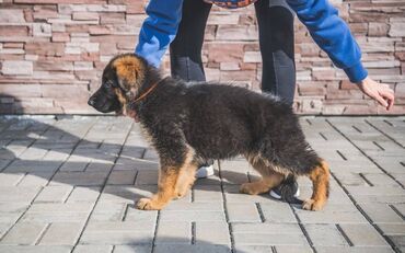 İtlər: Alman çoban iti, 2 ay, Erkek, Sənədli, Pulsuz çatdırılma — 13