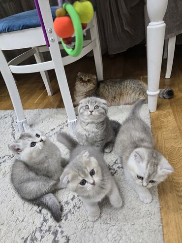 Pişiklər: Şotland, Ünvandan götürmə -da lalafo.az — 5 Pişiklər: Şotland, Ünvandan götürmə — 5