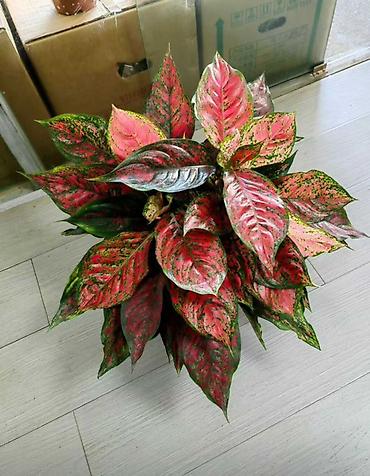 Аглаонемы: Аглаонема (Aglaonema) с вариегатной листвой — крупные — 90