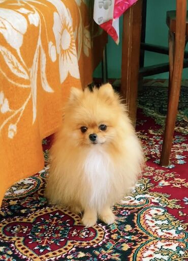 дрессировка собак в баку: Шпиц