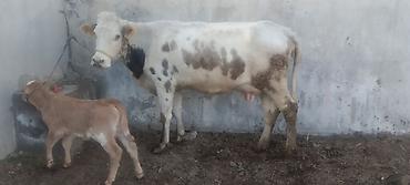 Коровы, быки: Продаю | Корова (самка) | Полукровка | Для молока | После отела — 1