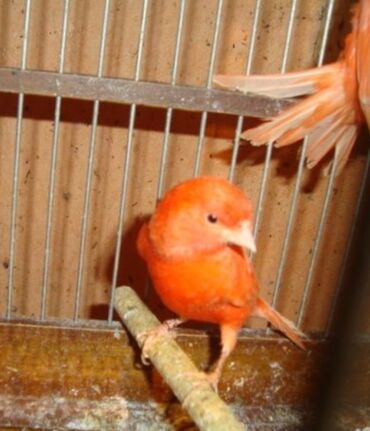поющие птицы: Канарейки красный поющий самец возраст 1 год