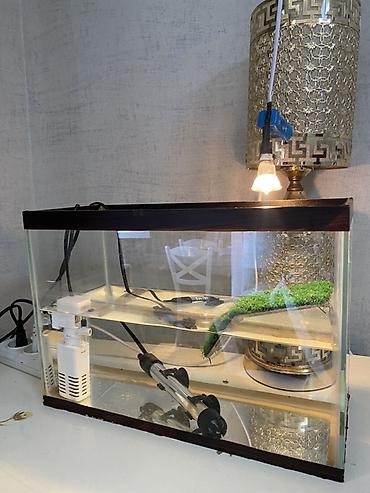 akvarium qızdırıcı: Tısbağa üçün Akvarium heç bir problemi yoxdur, 12 litr su tutur — 1