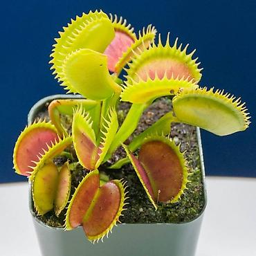 щёлк: Венерина мухоловка (Dionaea muscipula) в горшке - Хищное комнатное — 4