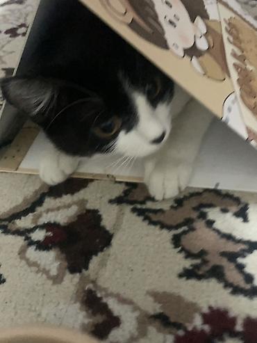 Отдам даром кошку: Кошка даром: Беспородная, 7 месяцев, Девочка, Приучена к лотку — 4