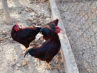 Xoruzlar: ROD İSLAND ve AVSTRALOP. cavan xoruzlar.sarilir.ve öz cinsi ferelerlə — 9