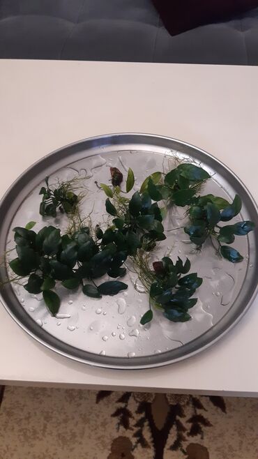 akvarium bitkiləri: Bitkilər