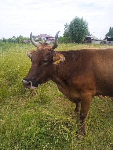 порода коров швиц: Продаю | Корова (самка) | Алатауская | Для молока