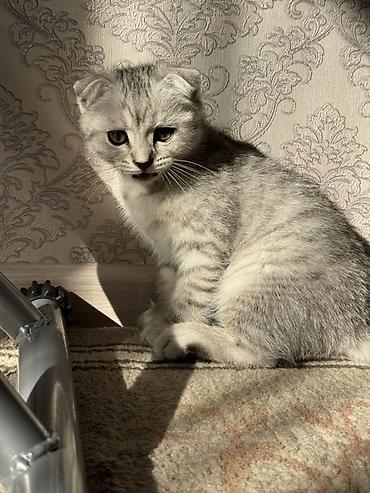американская короткошёрстная кошка купить: Шотландский вислоухий котёнок (Scottish Fold) - Окрас: серебристый — 7