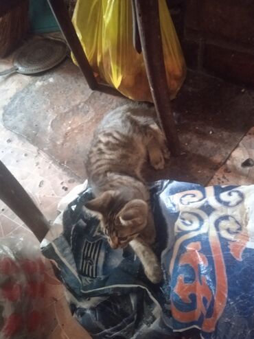 британский котик: Котик ищет хозяев Только звоните серьезные