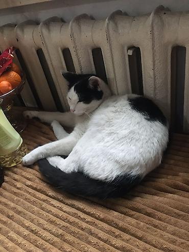 Отдам даром кошку: 1 год, Девочка — 6