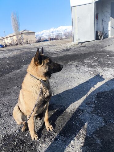 Продажа собак: Порода: бельгийская овчарка (малинуа) Самец Описание: - ОПЫТНЫЙ — 3