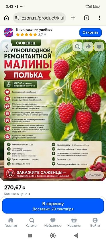сушка сухофруктов: Саженцы малины «Полька» (ремонтантный сорт) Токмок 3 жыл мурун — 1